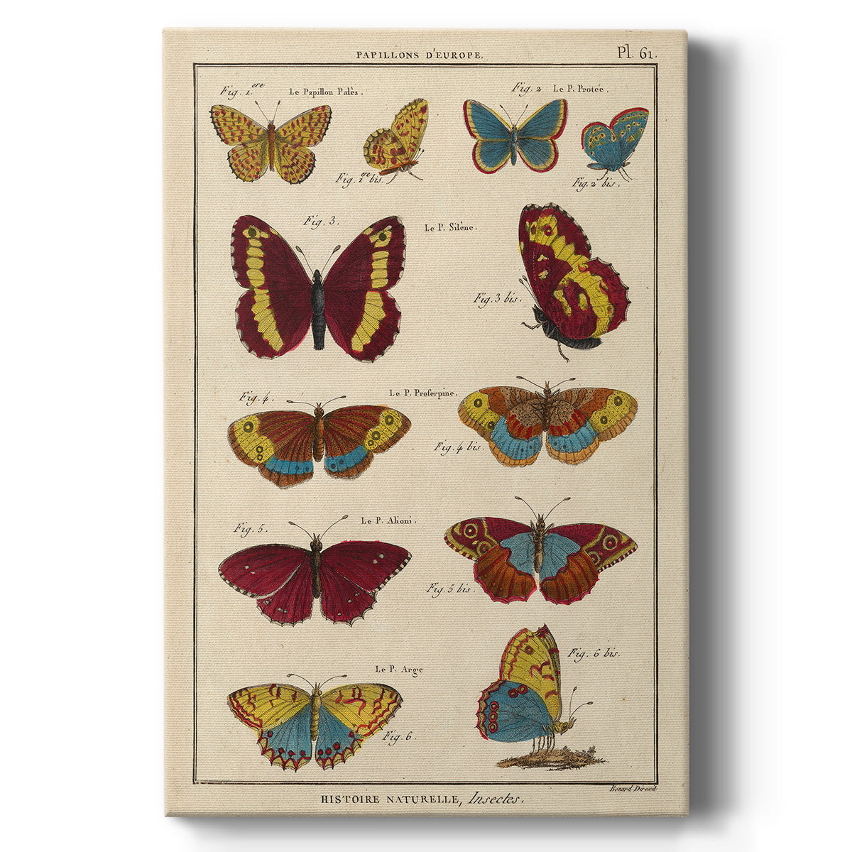 Histoire Naturelle Butterflies IV - Canvas Art Print