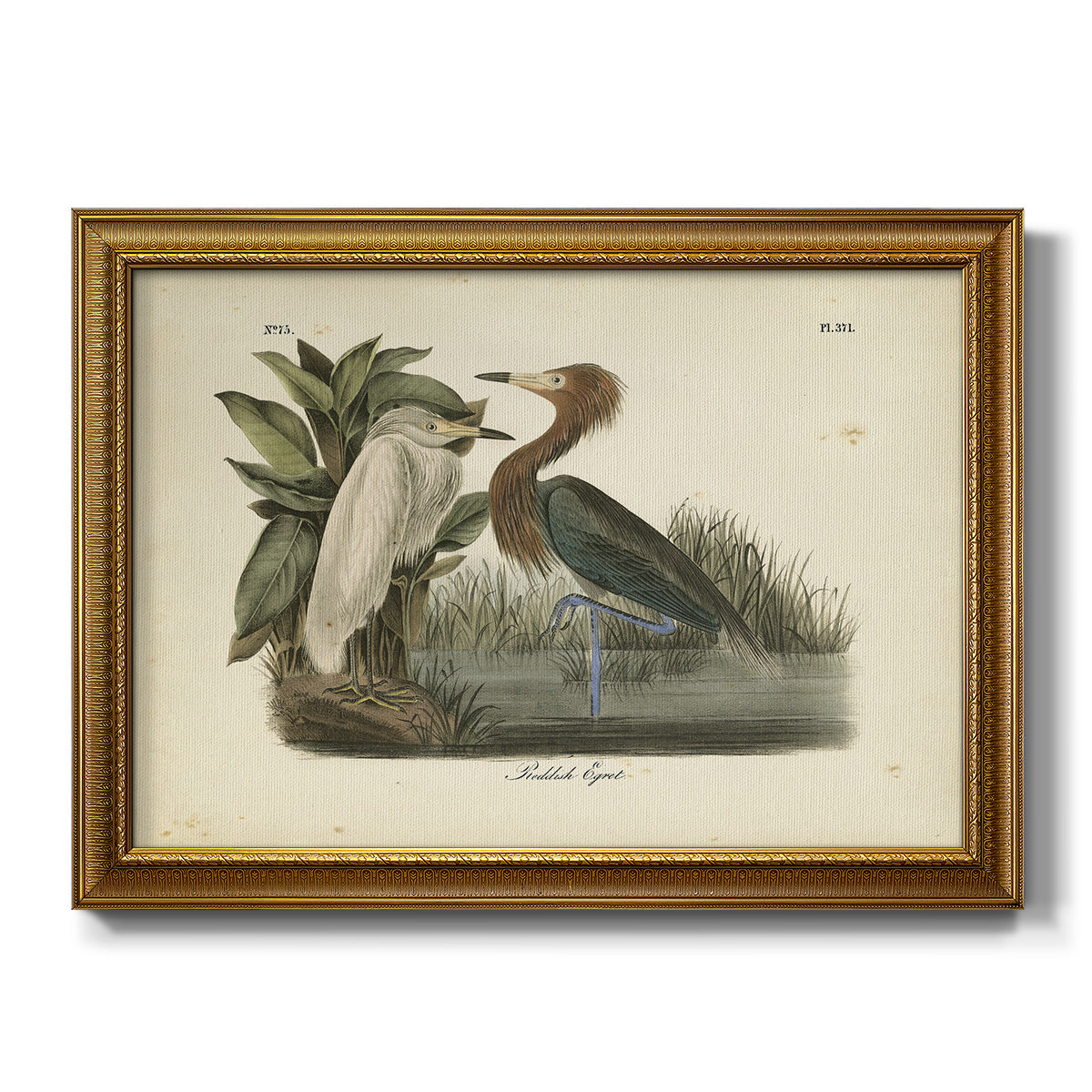 Audubons Reddish Egret - Ornate Framed Canvas Print