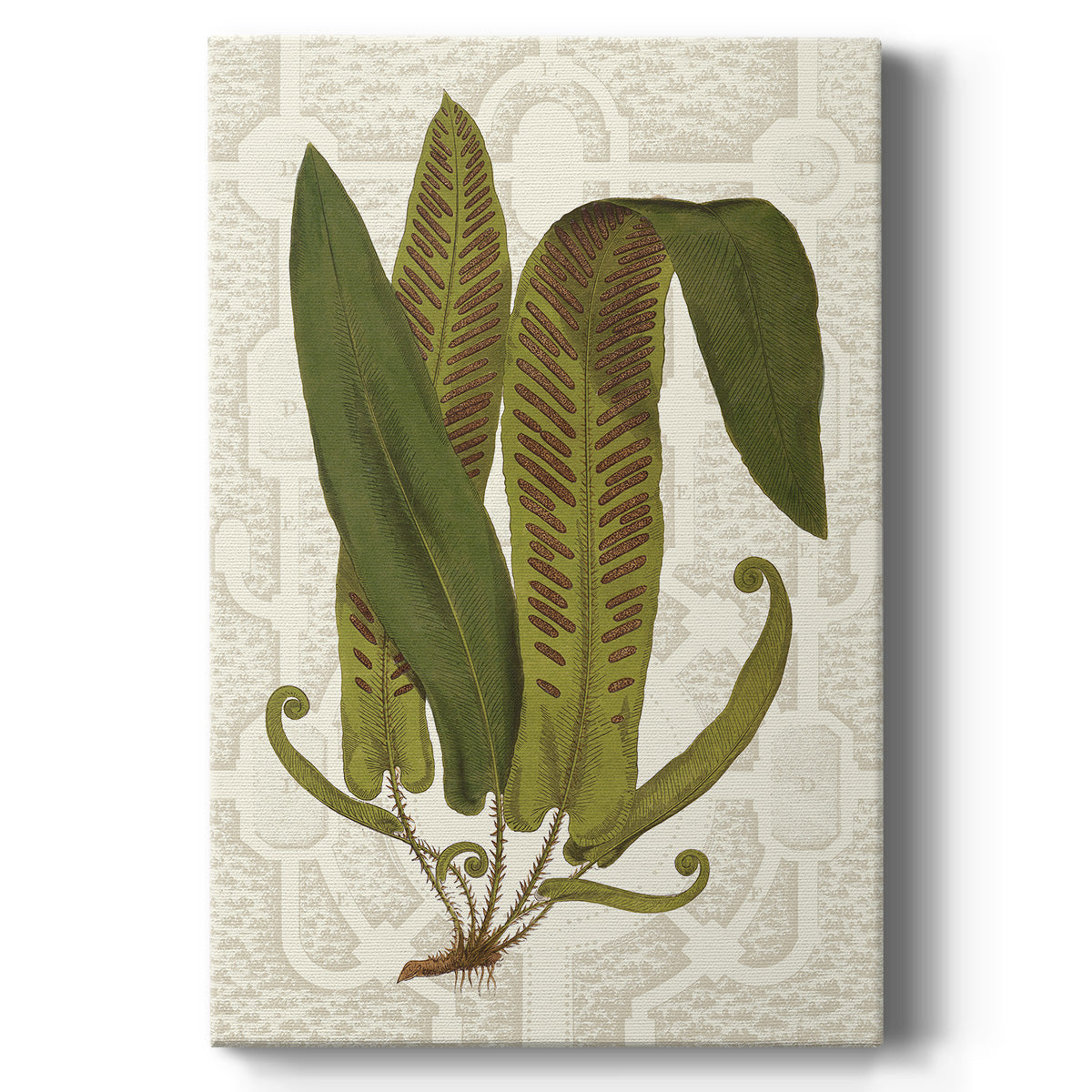 Garden Ferns I - Canvas Art Print
