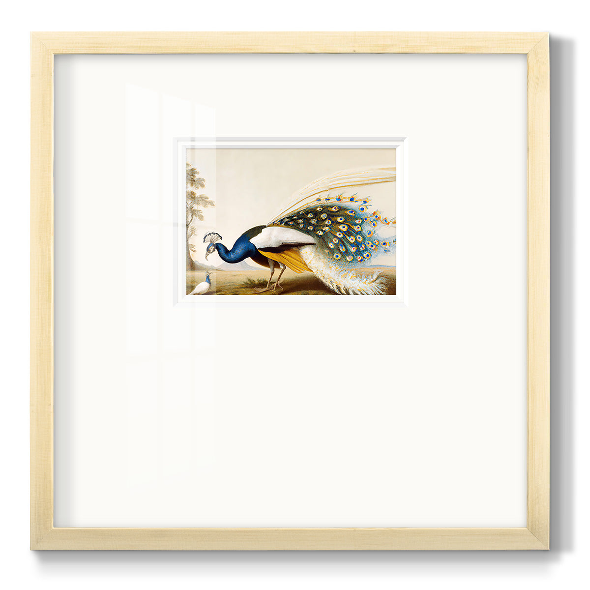 Golden Peacock Premium Framed Print Double Matboard