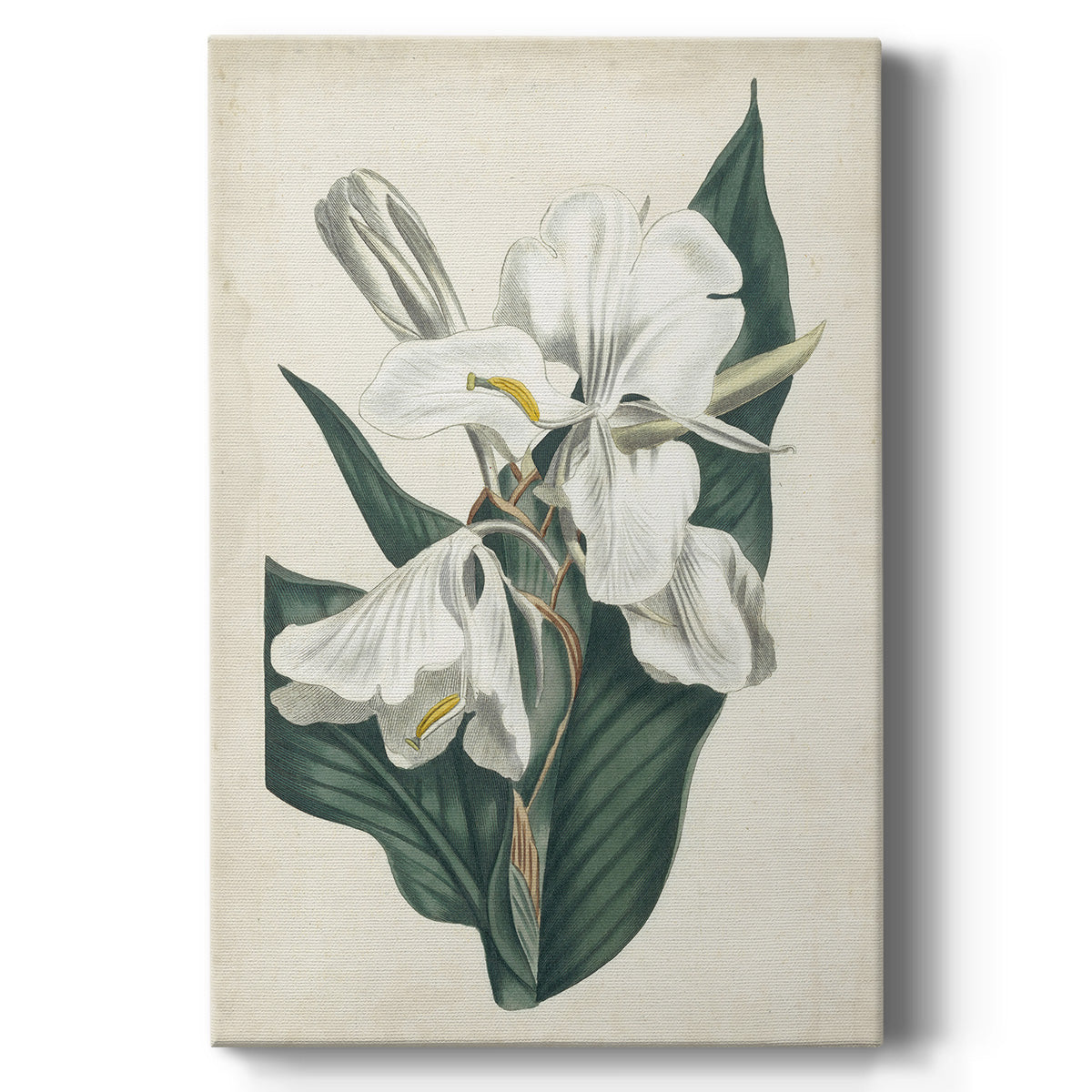 Ivory Garden IV - Canvas Art Print