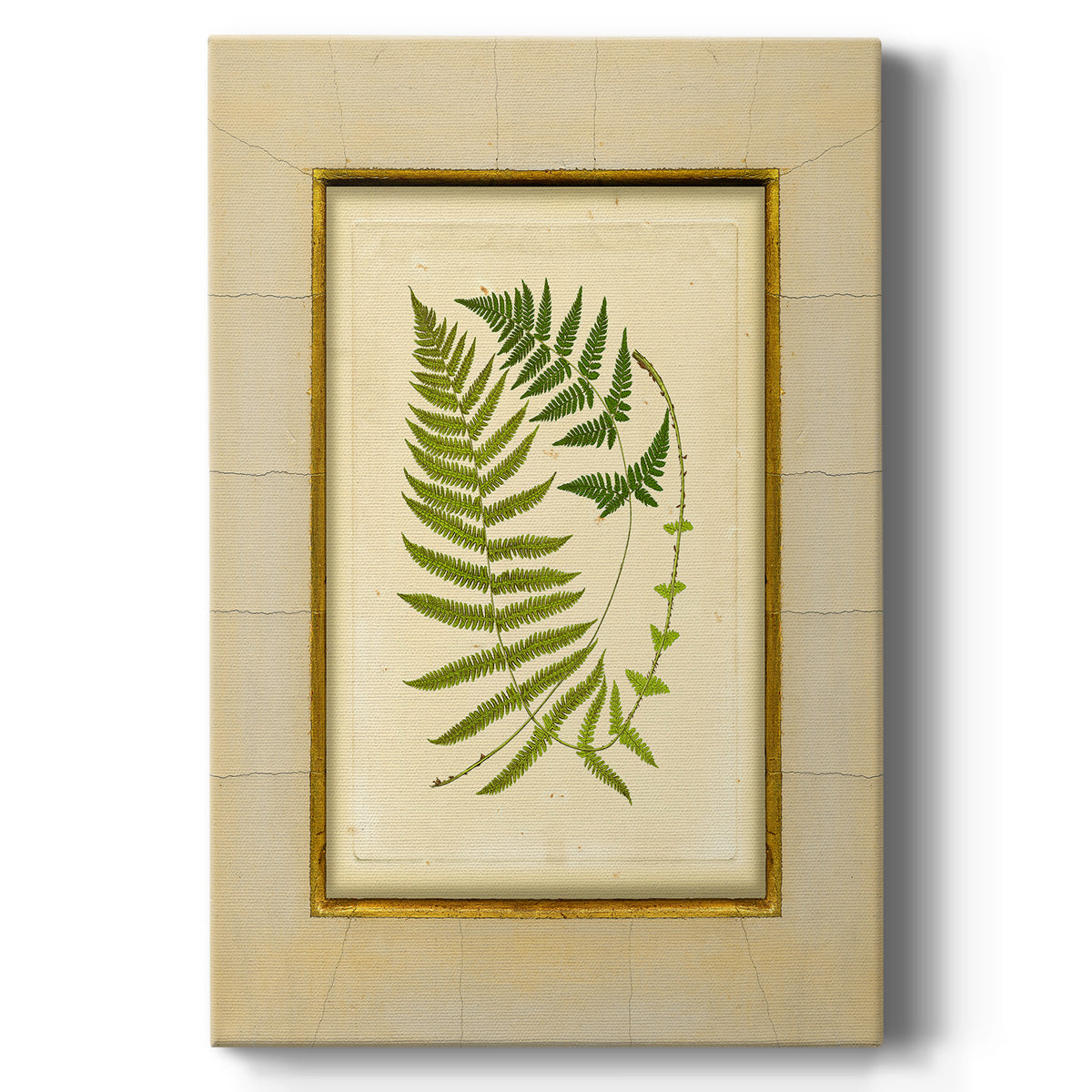 Fern with Crackle Mat (H) III Premium Gallery Wrapped Canvas - Ready to Hang