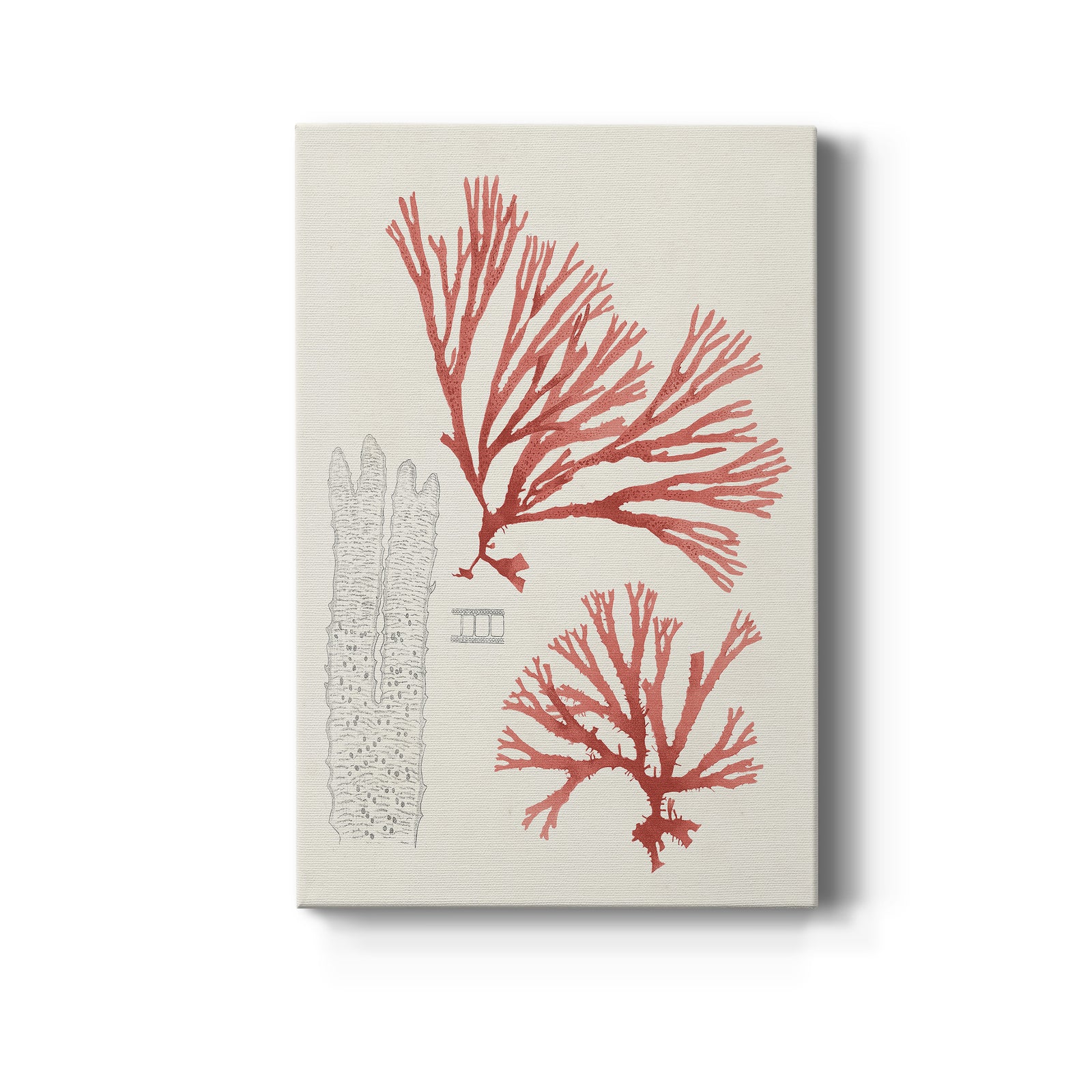 Vintage Coral Study I - Canvas Art Print