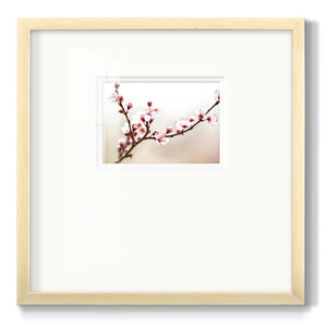 Cherry Blossom Study I Premium Framed Print Double Matboard