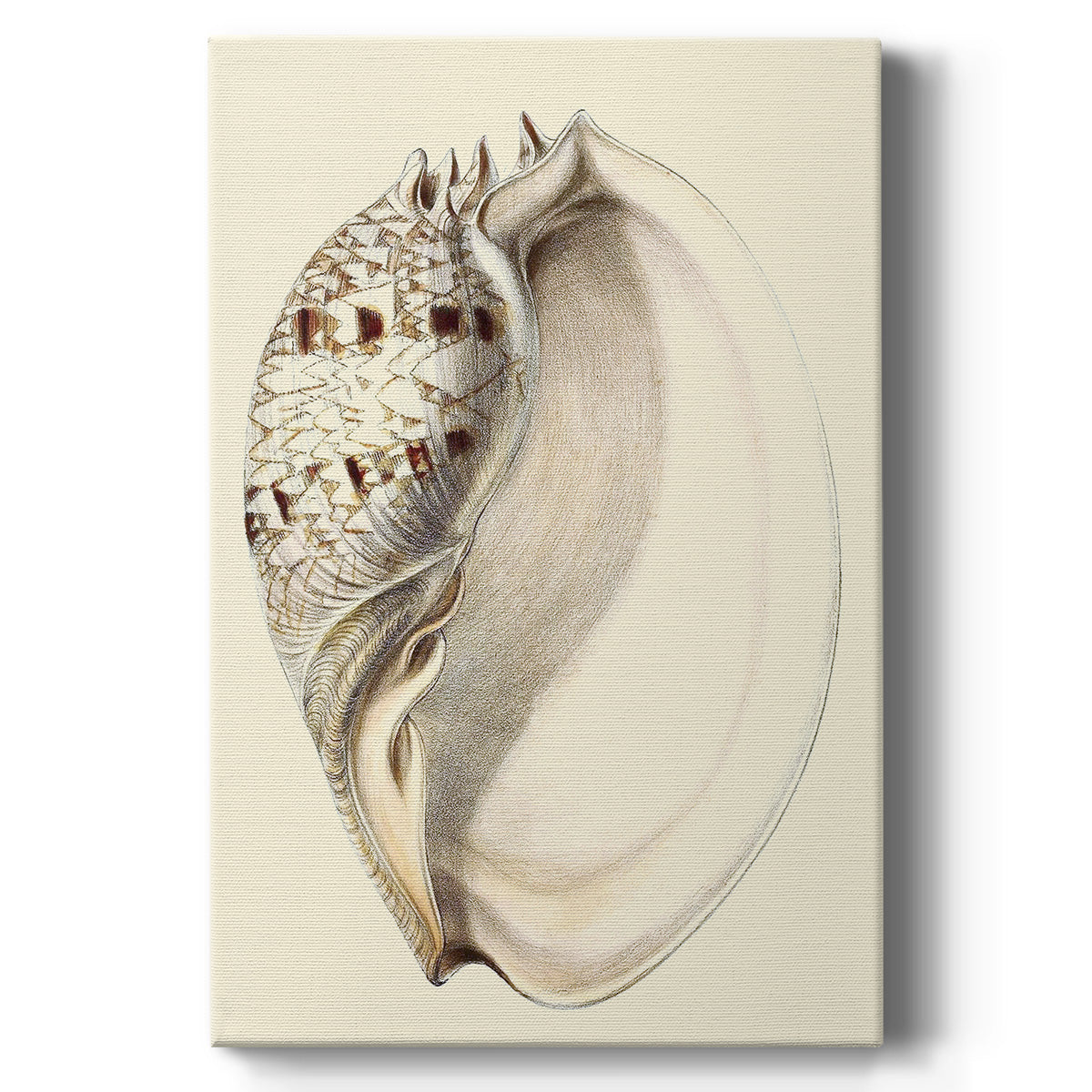 Splendid Shells I - Canvas Art Print