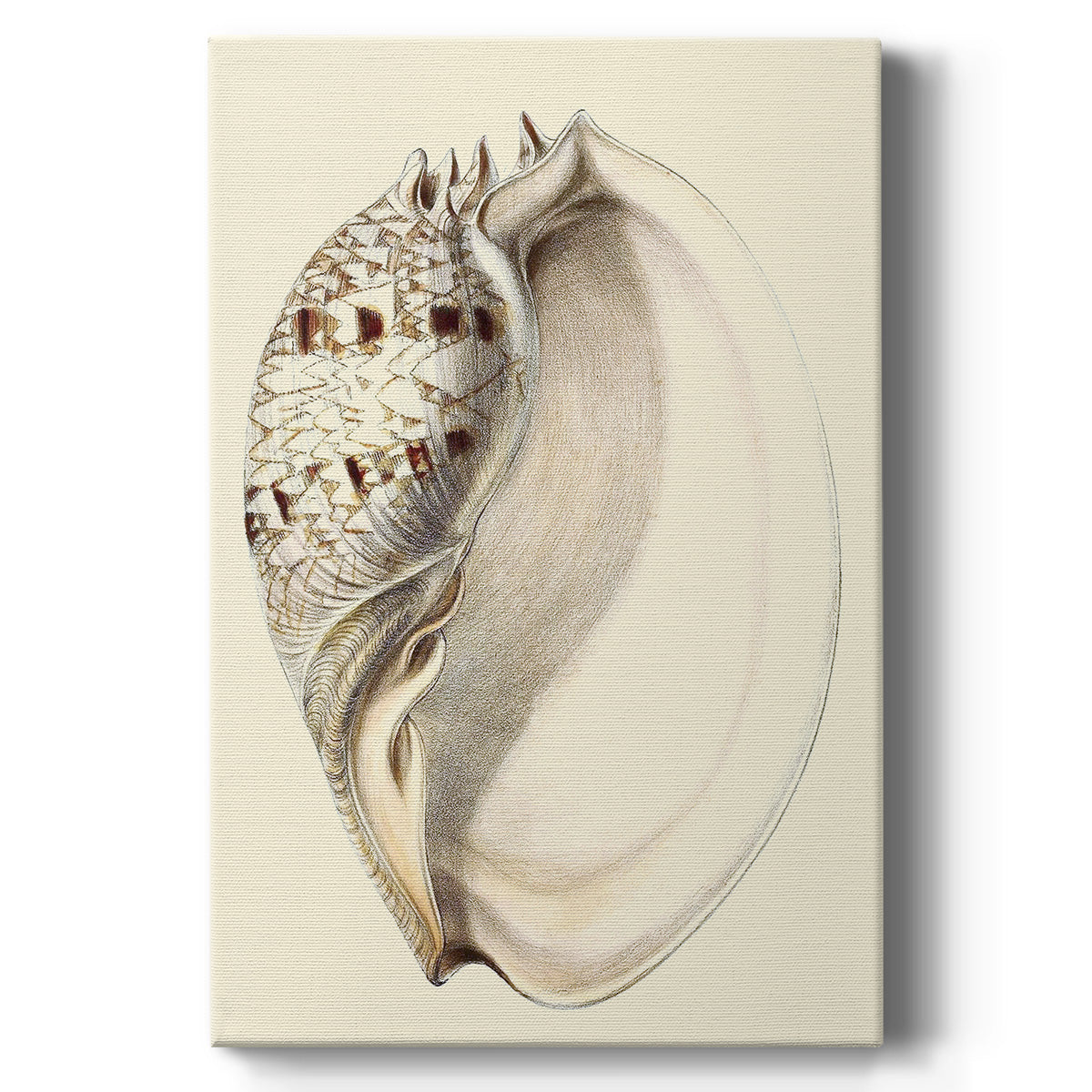 Splendid Shells I Premium Gallery Wrapped Canvas - Ready to Hang
