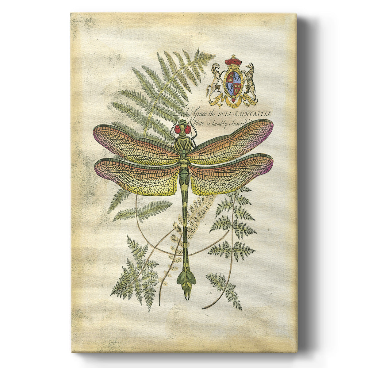 Regal Dragonfly III (PP)  - Canvas Art Print