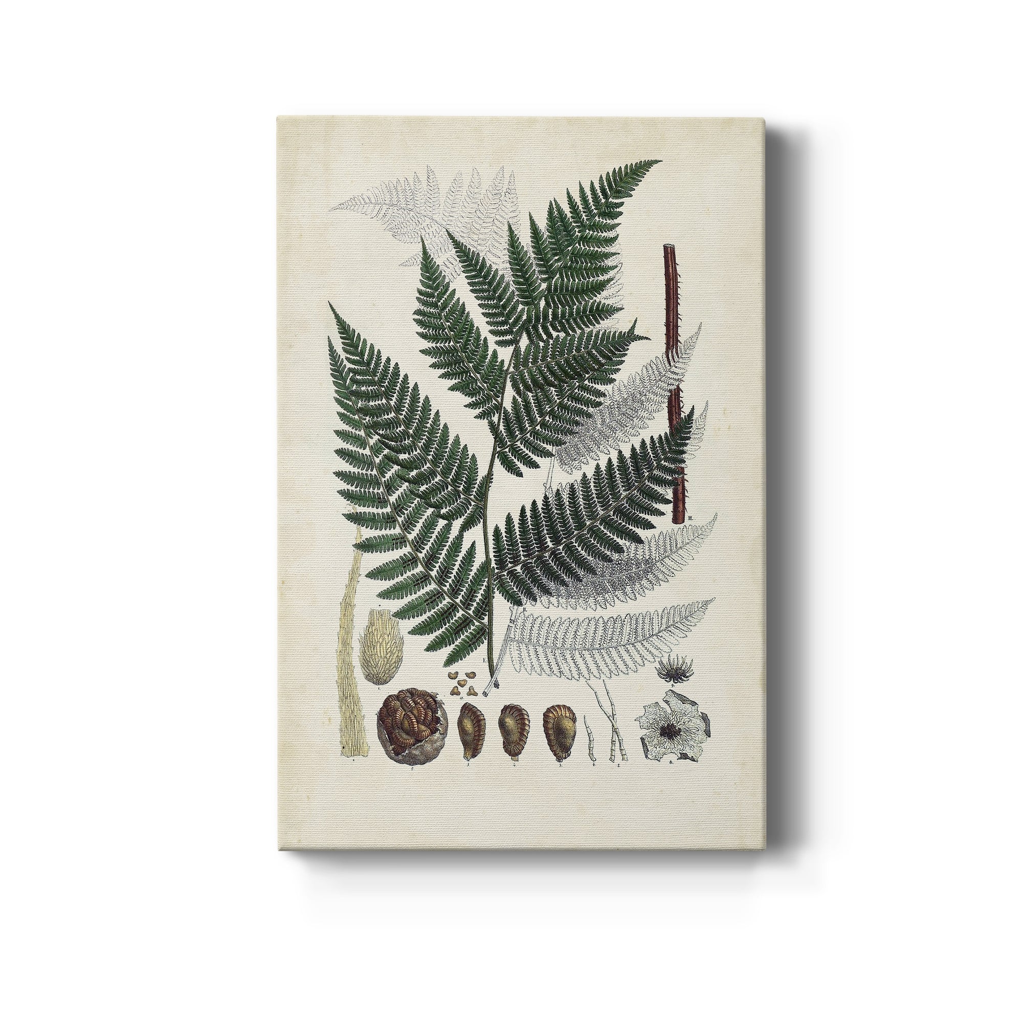 Collected Ferns IV Premium Gallery Wrapped Canvas - Ready to Hang