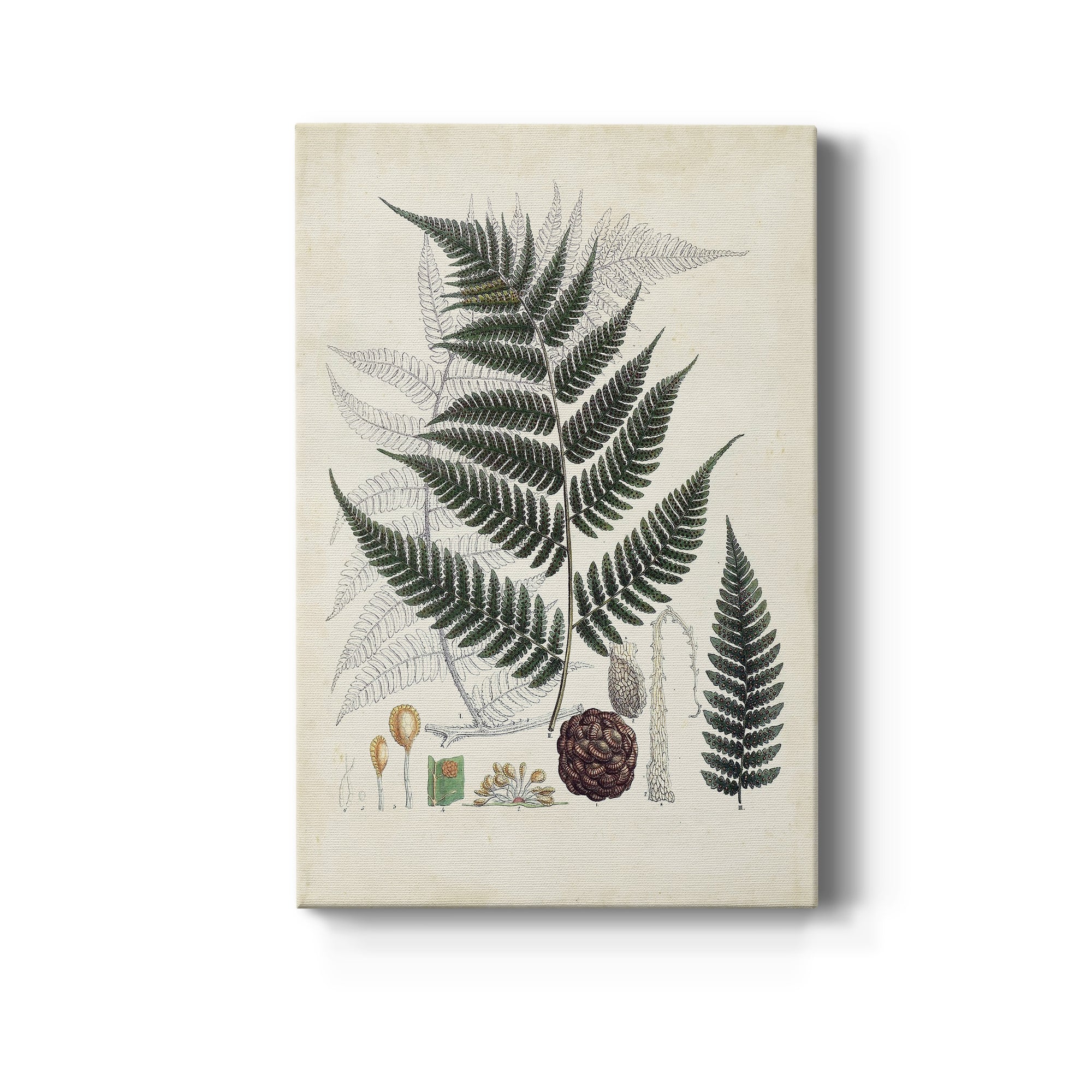 Collected Ferns VI Premium Gallery Wrapped Canvas - Ready to Hang