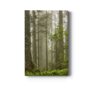 Summer Forest II Premium Gallery Wrapped Canvas - Ready to Hang