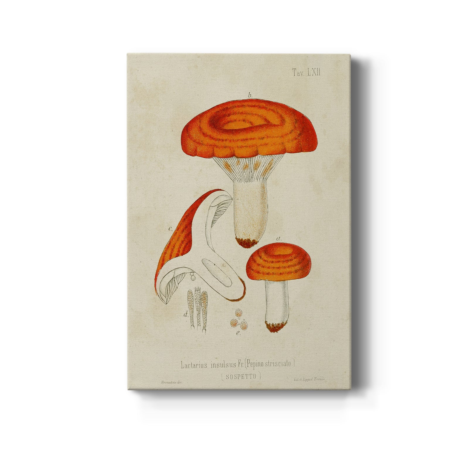 Mushroom Varieties IX - Canvas Art Print