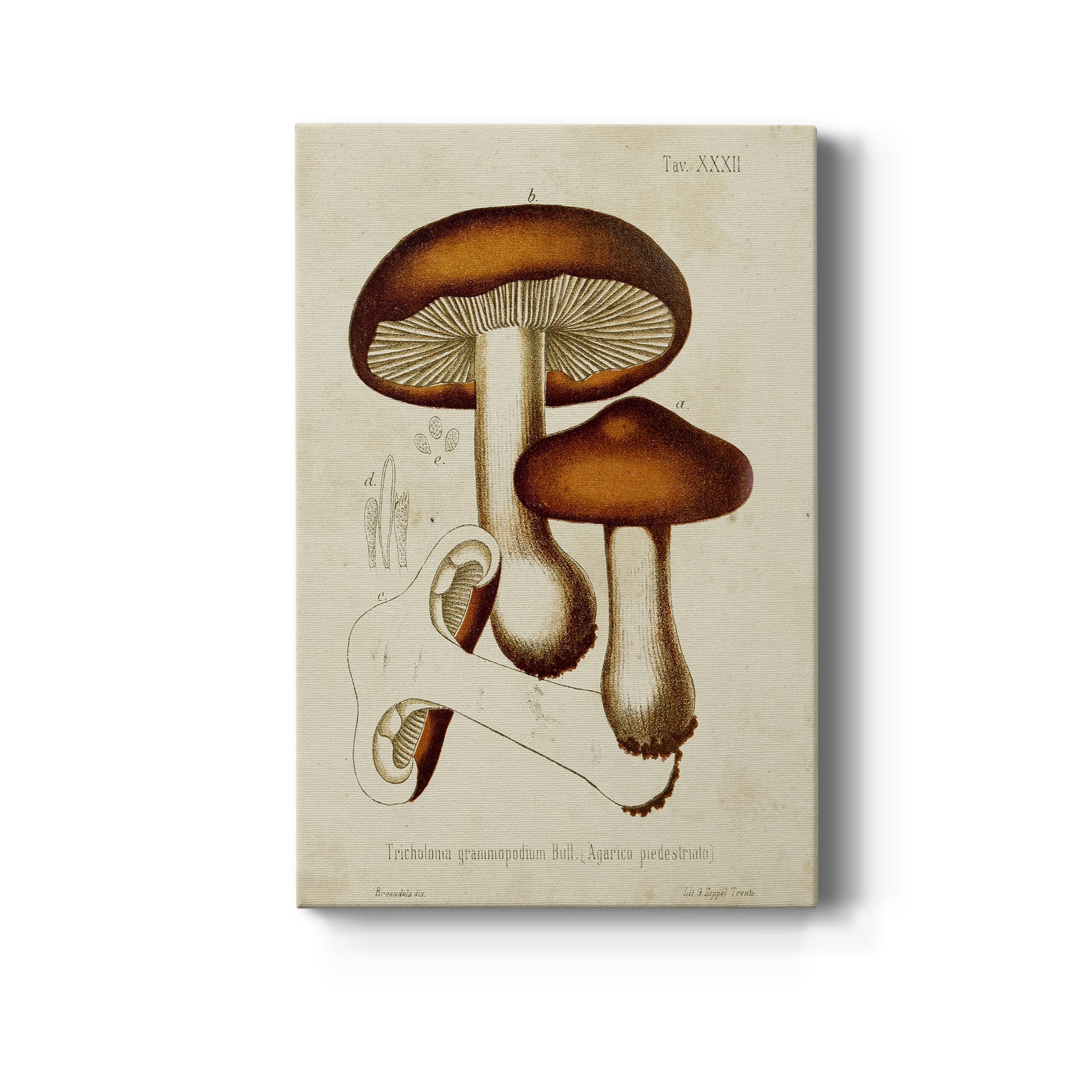 Mushroom Varieties VI - Canvas Art Print