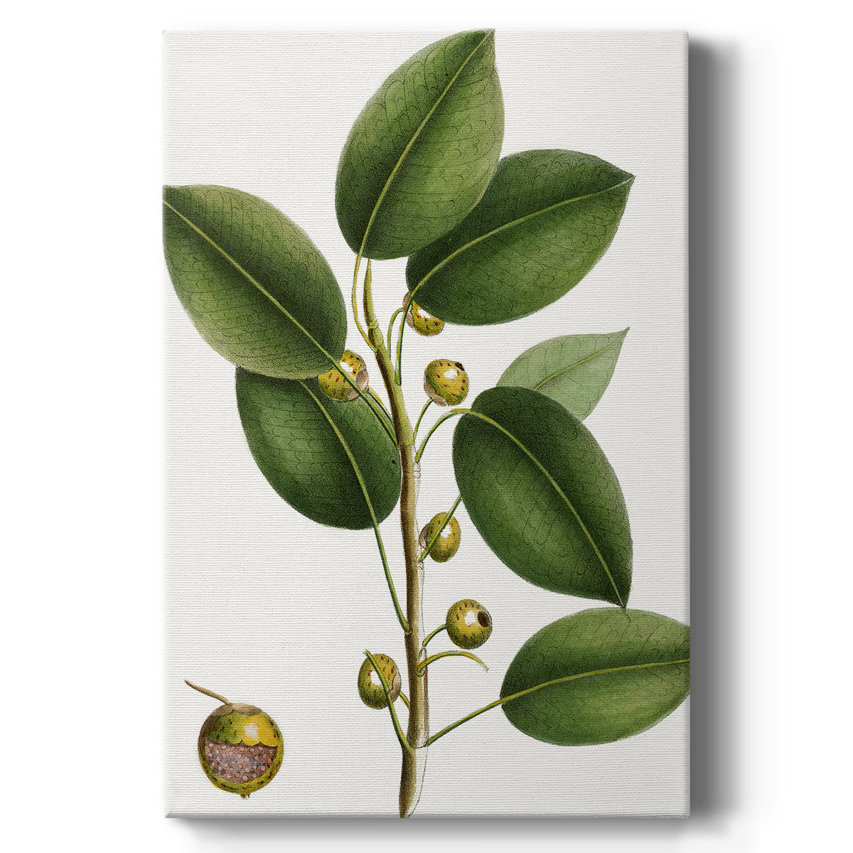 Cherry Fig Tree Premium Gallery Wrapped Canvas - Ready to Hang