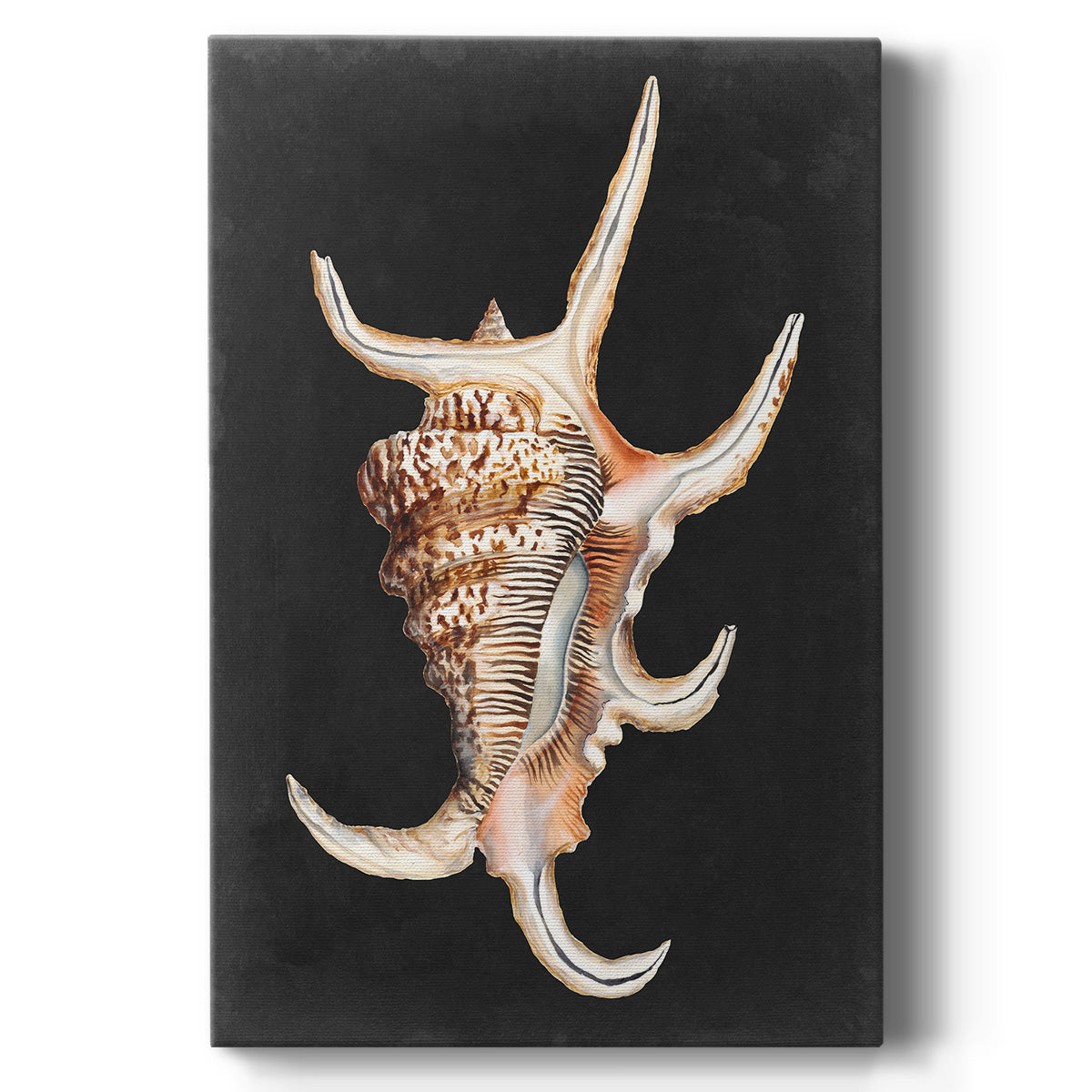 Graphic Spider Conch - Canvas Art Print