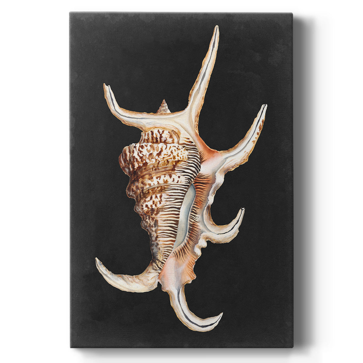 Graphic Spider Conch Premium Gallery Wrapped Canvas - Ready to Hang