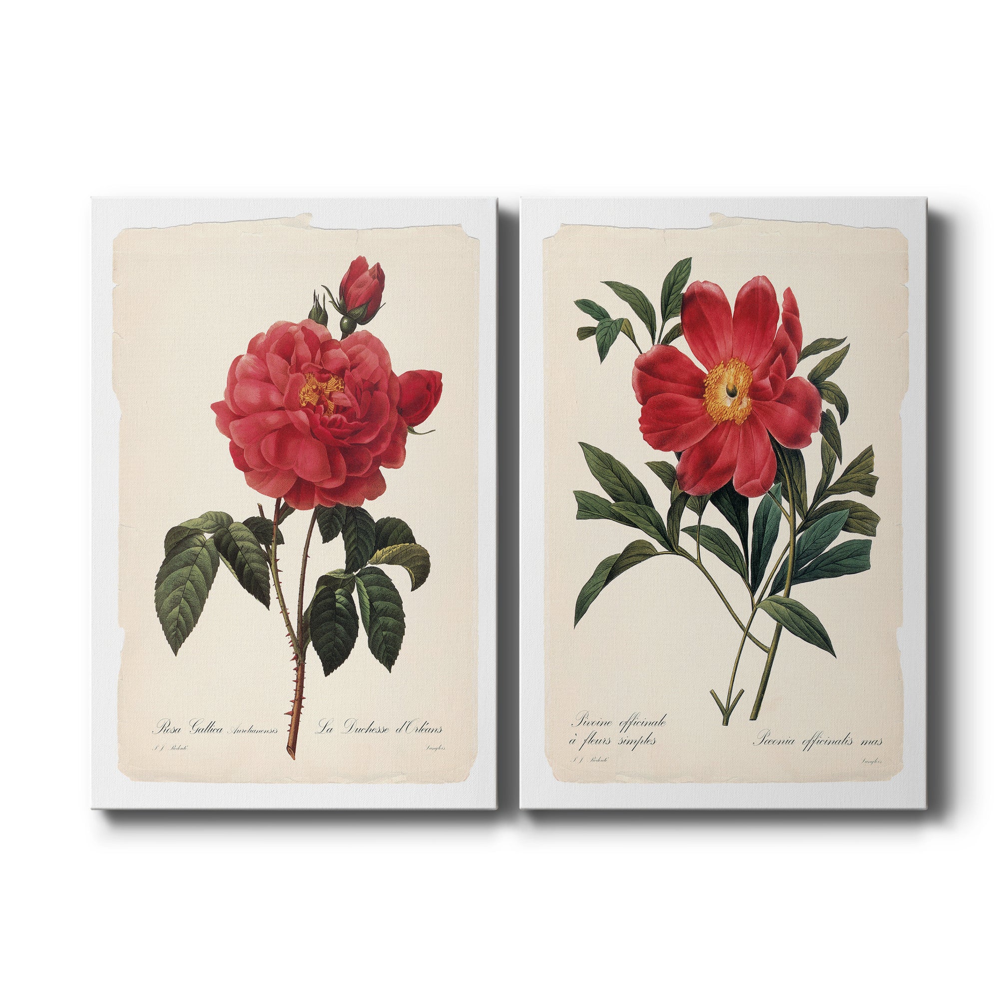 Red Botanical III Premium Gallery Wrapped Canvas - Ready to Hang - Set of 2 - 8 x 12 Each