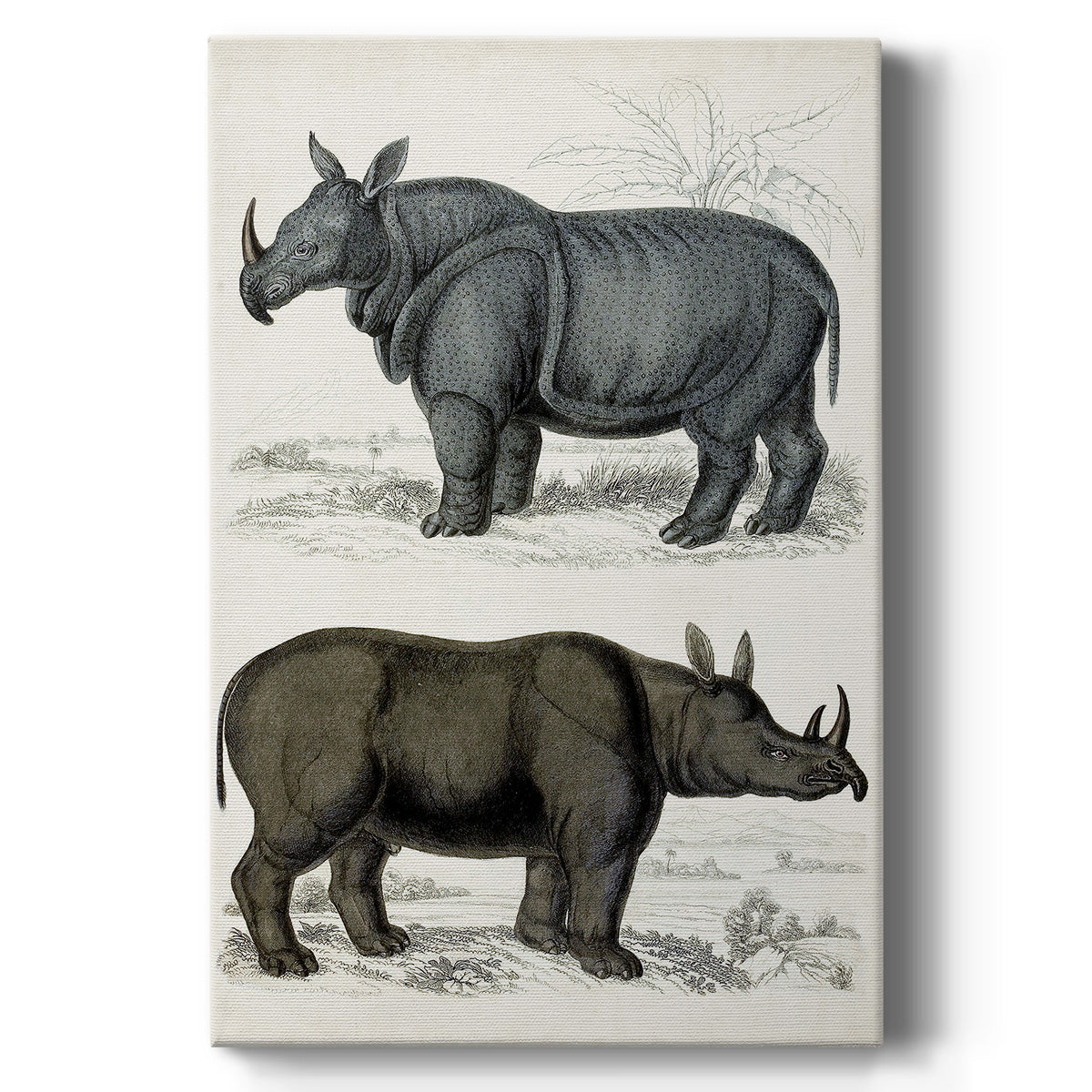 Journal of Natural History IX - Canvas Art Print