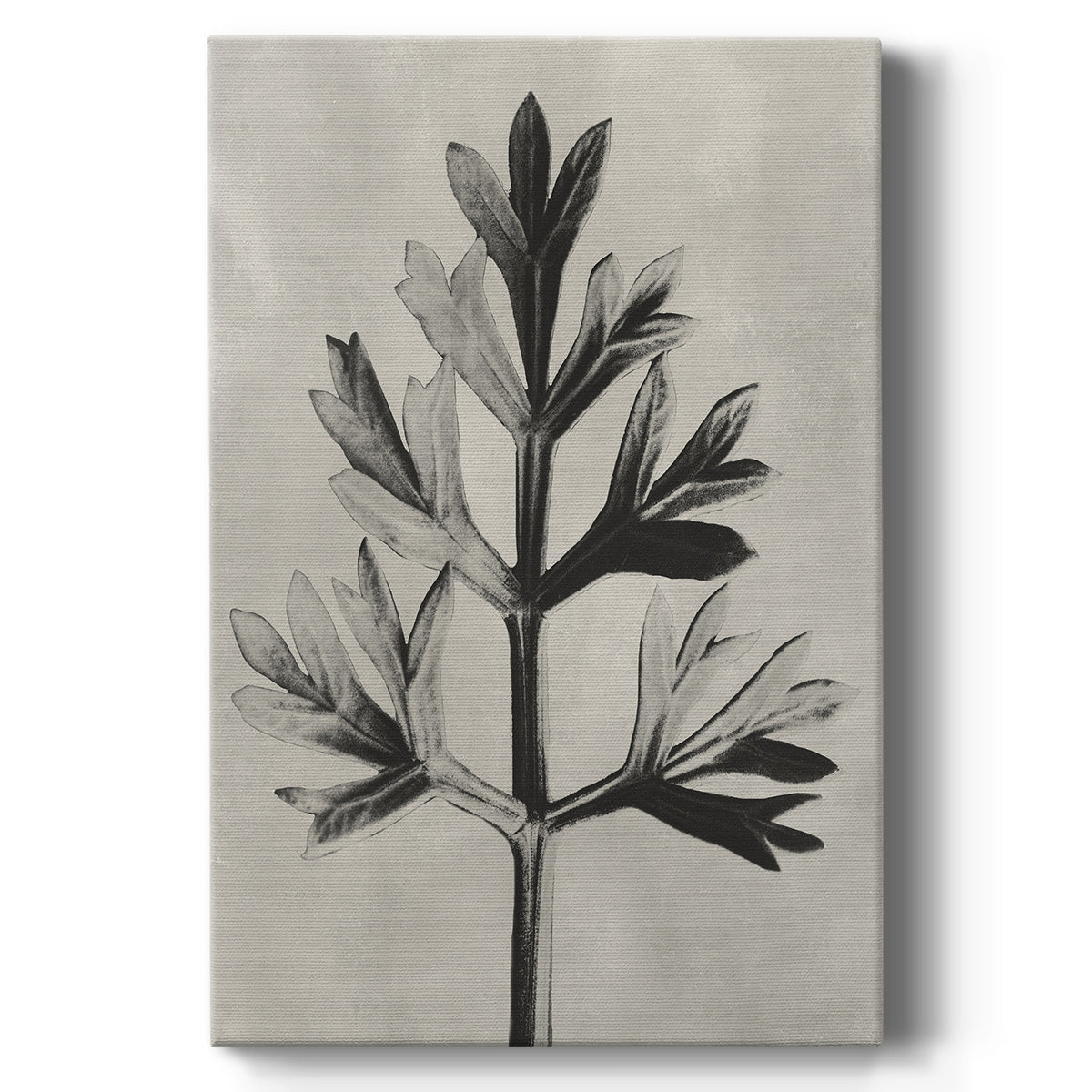 Blossfeldt Botanical I - Canvas Art Print