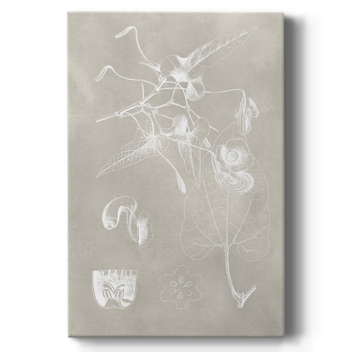 Botanical Schematic I Premium Gallery Wrapped Canvas - Ready to Hang