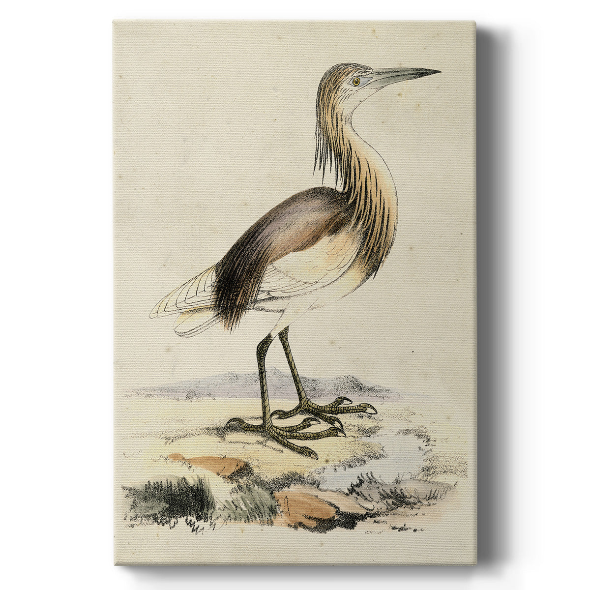 Antique Heron I - Canvas Art Print