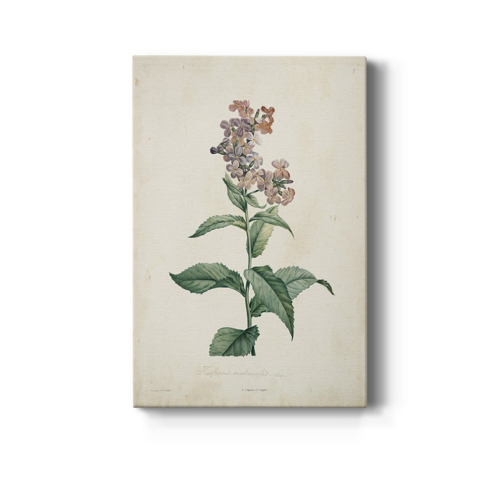 Traditional Botanical II - Canvas Art Print