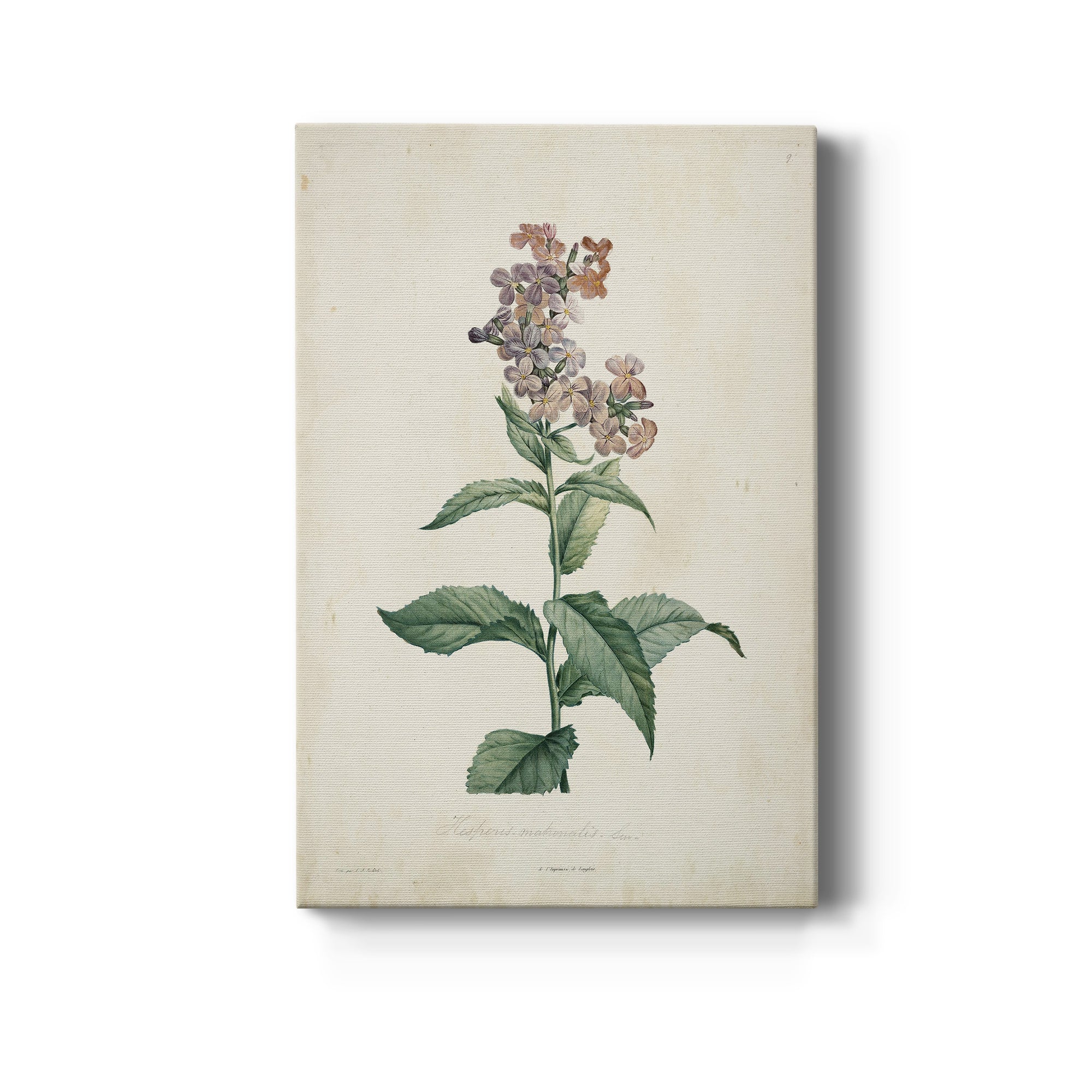 Traditional Botanical II Premium Gallery Wrapped Canvas - Ready to Hang