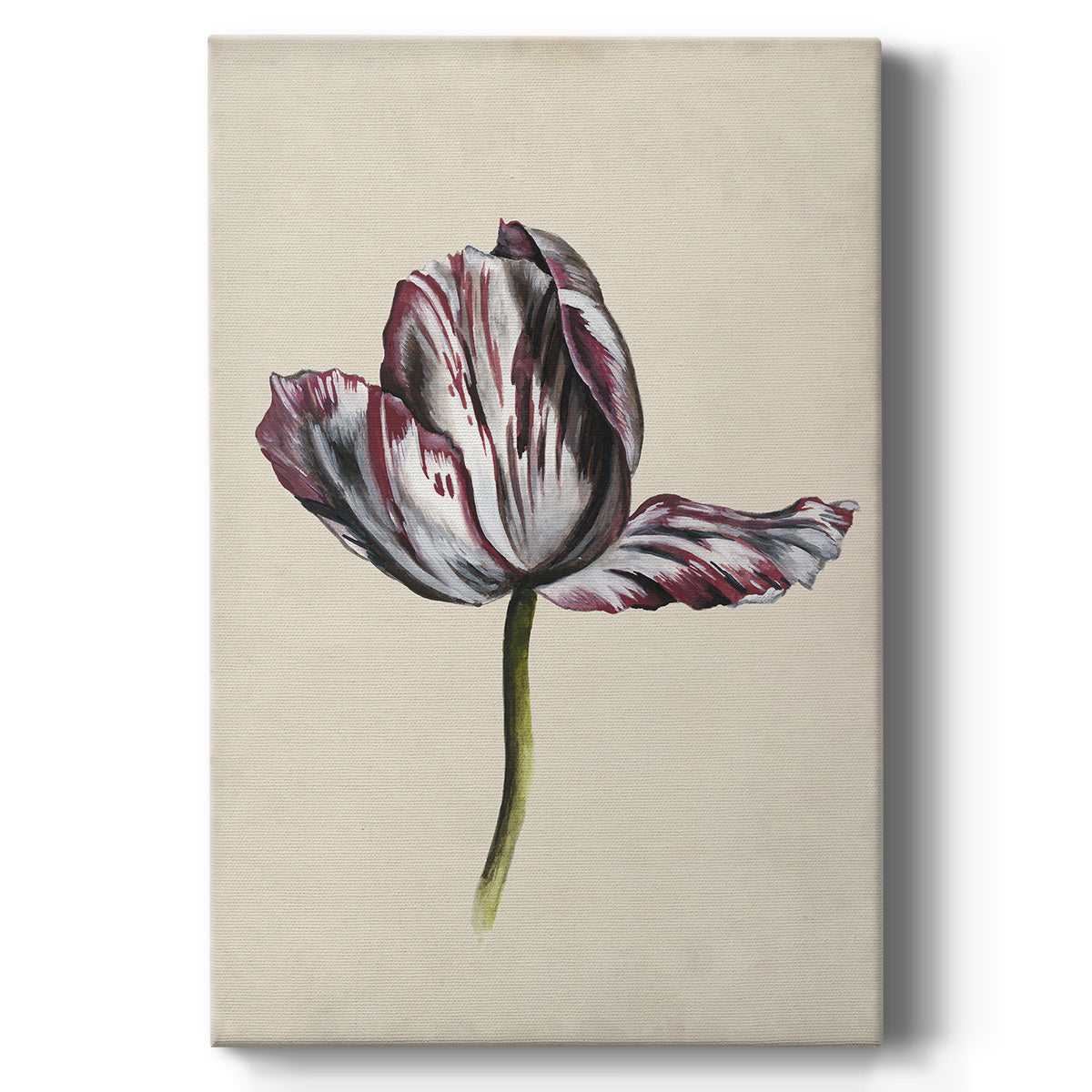 Antique Tulip Study II - Canvas Art Print