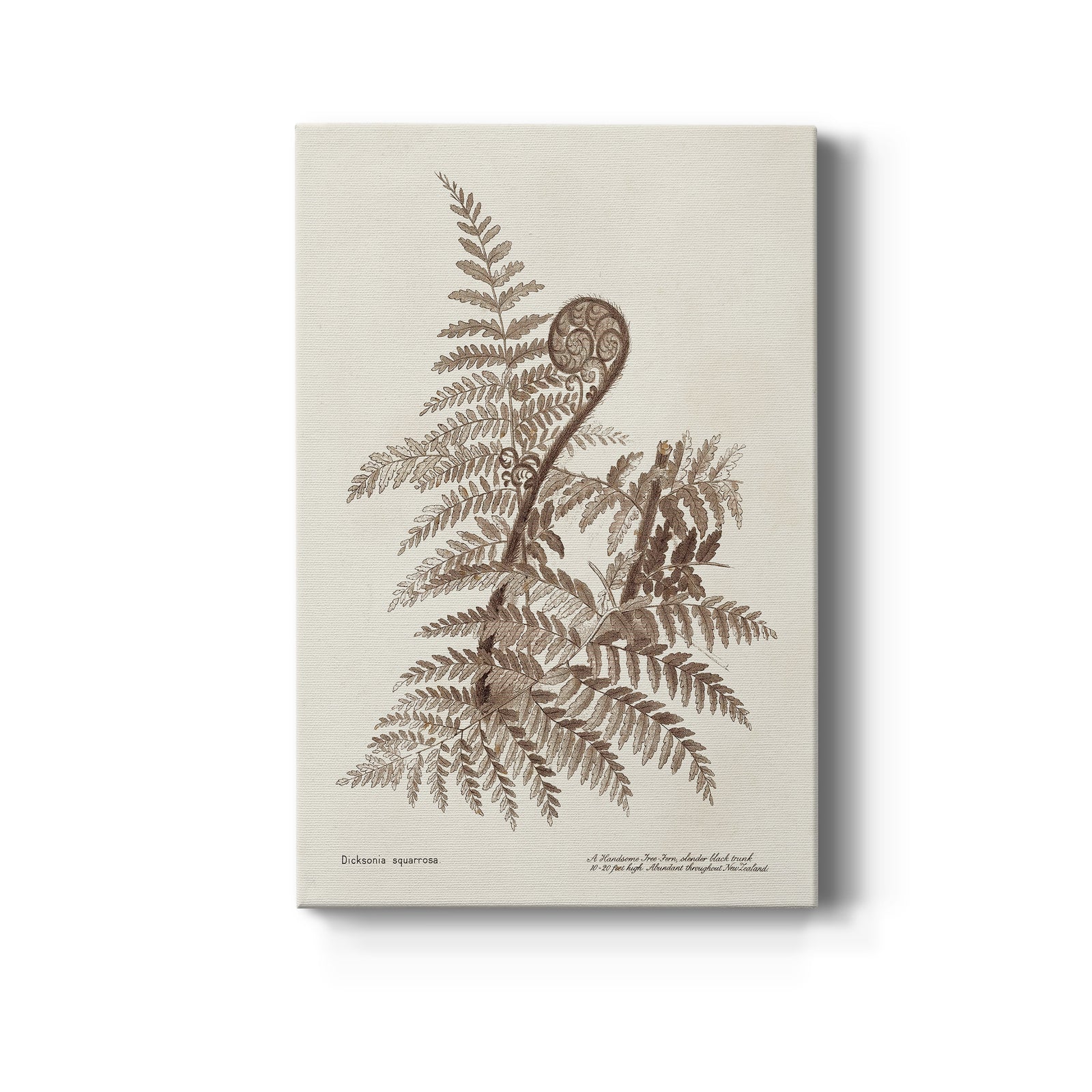 Sepia Fern Varieties I - Canvas Art Print