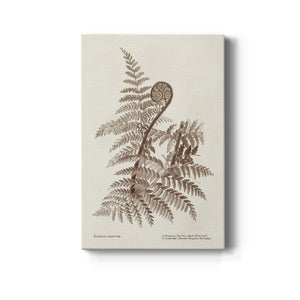 Sepia Fern Varieties I Premium Gallery Wrapped Canvas - Ready to Hang