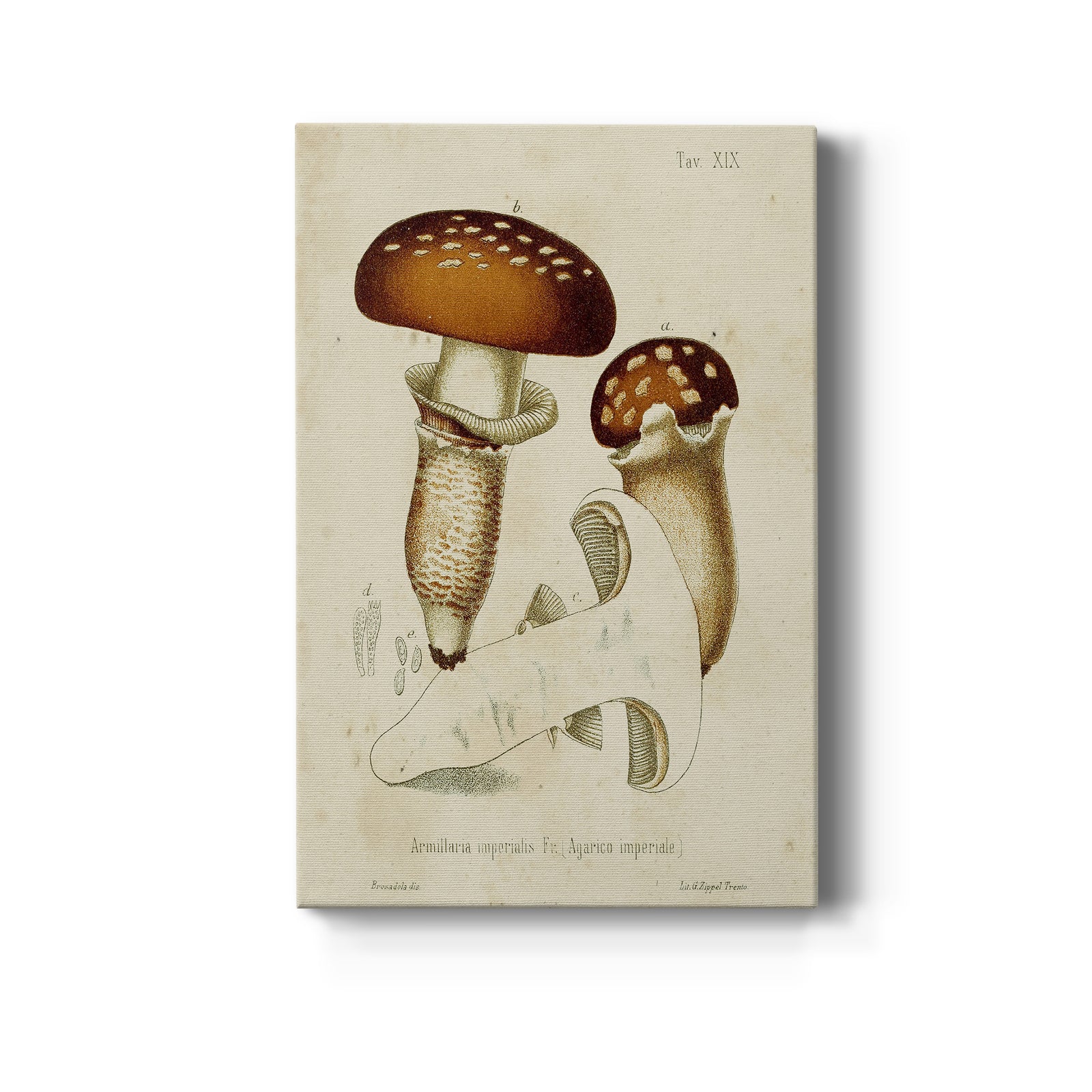 Mushroom Varieties III - Canvas Art Print