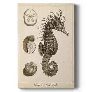 Seahorse Study I - Canvas Art Print