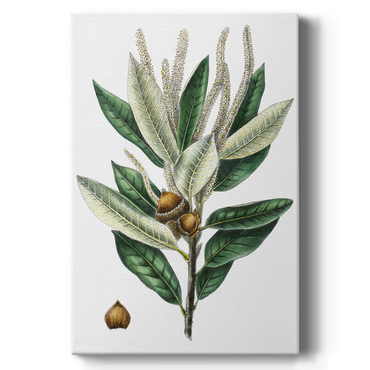 Dense Flowered Oak - Canvas Art Print