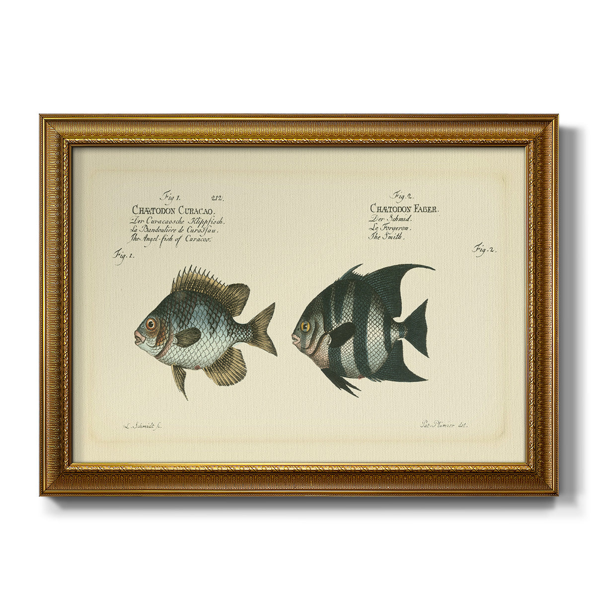 Bloch Antique Fish II - Ornate Framed Canvas Print