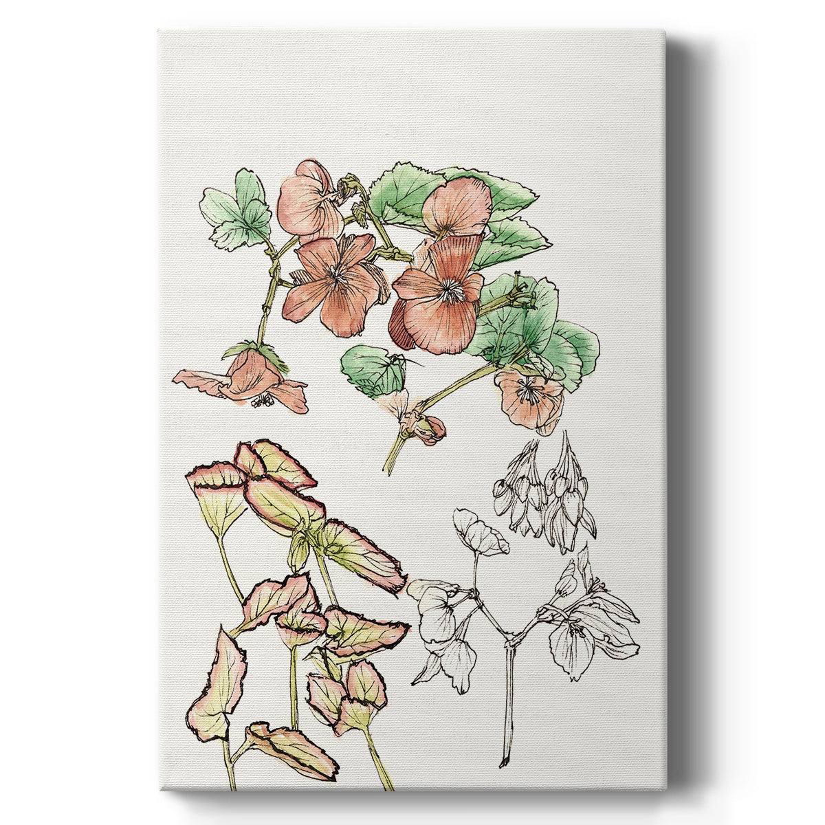 Begonia Study - Canvas Art Print