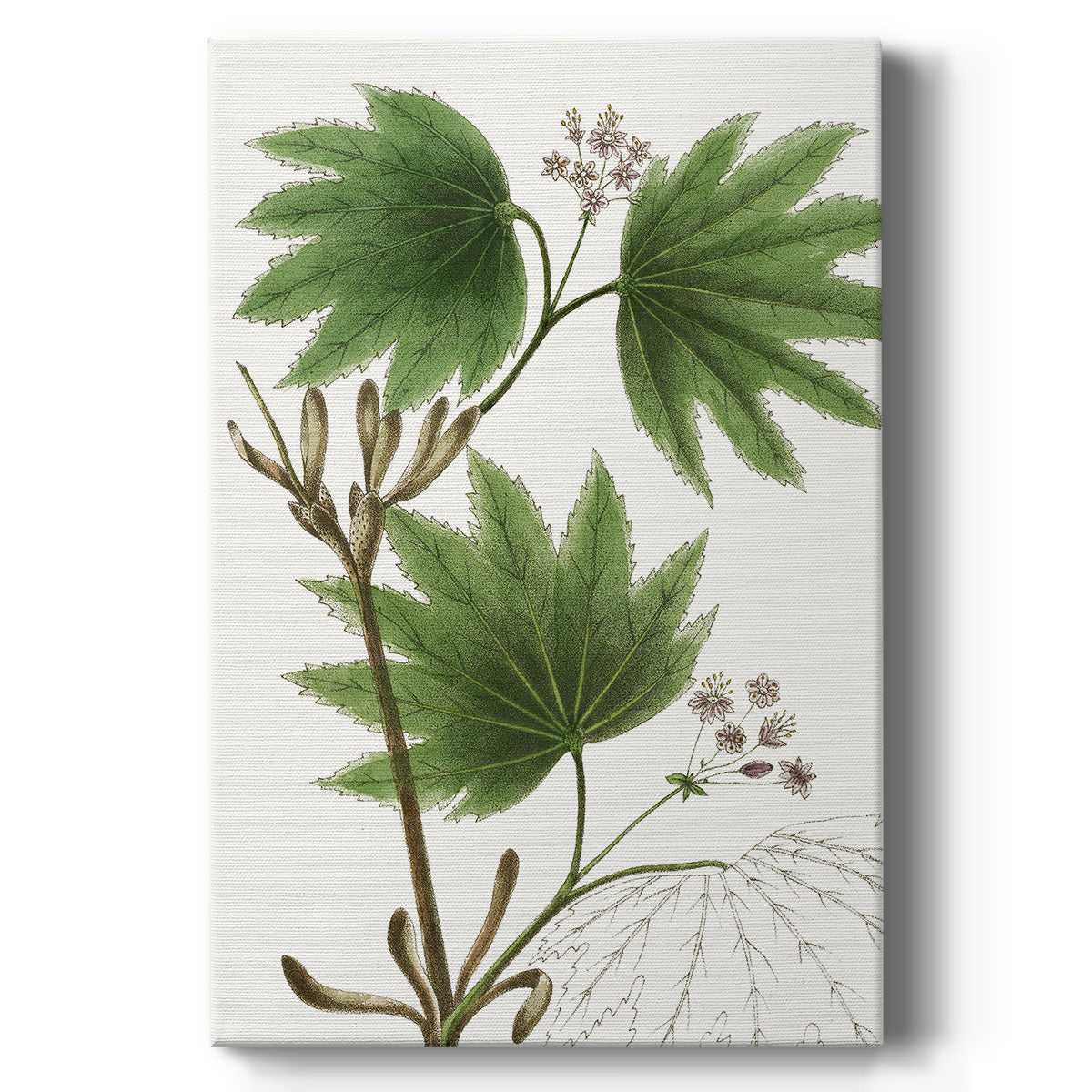 Broad Leafed Maple Premium Gallery Wrapped Canvas - Ready to Hang