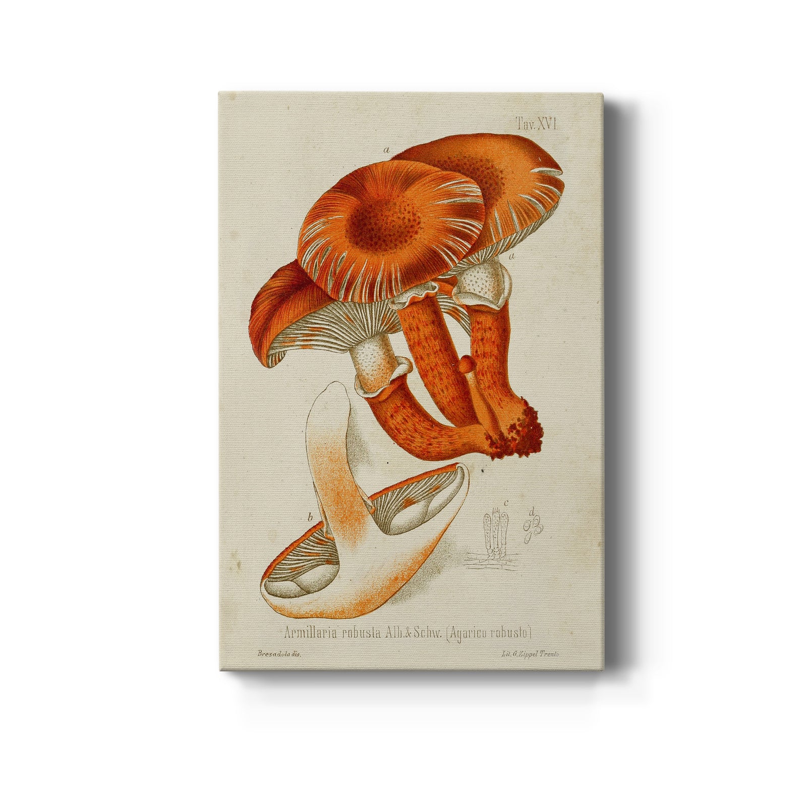 Mushroom Varieties VII - Canvas Art Print