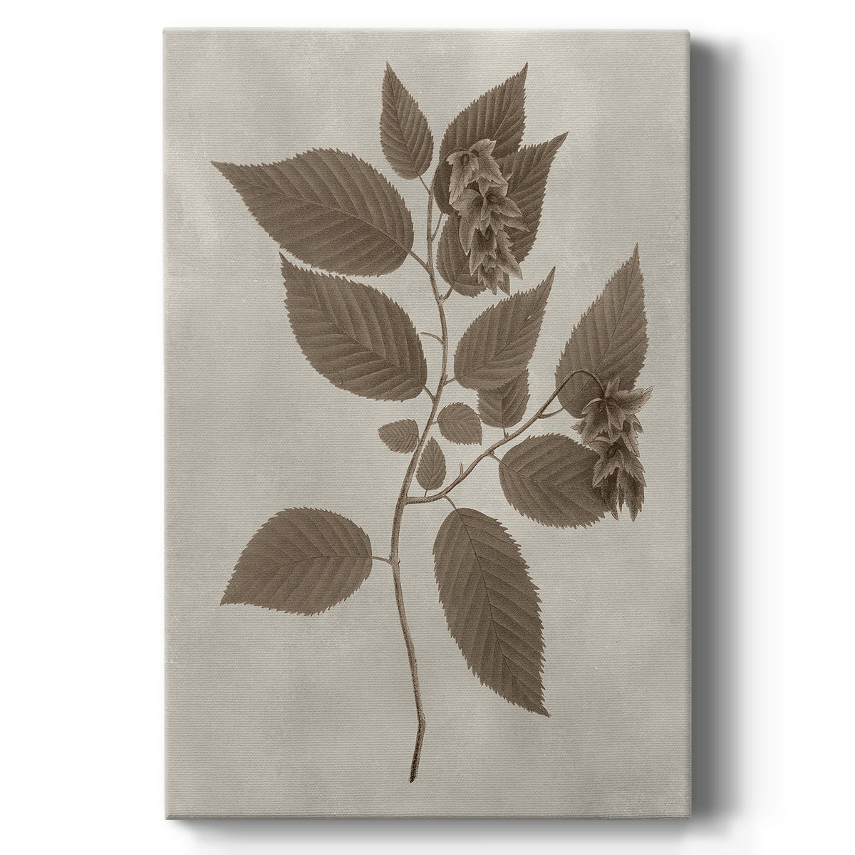 Arbor Specimen II - Canvas Art Print