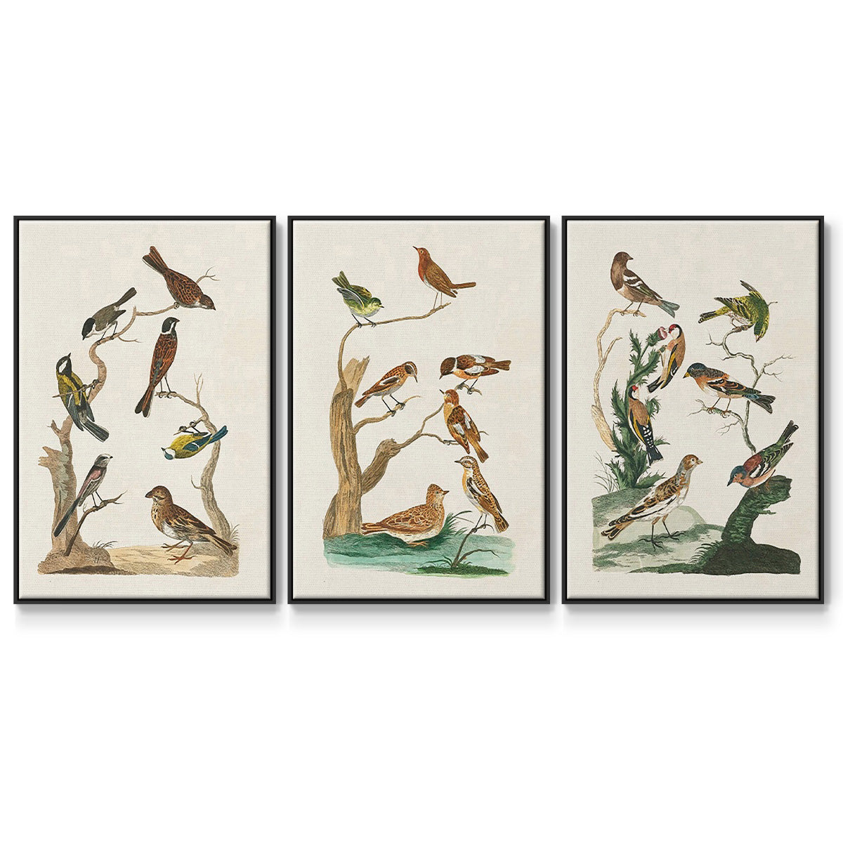 Antique Birds in Nature I - Framed Premium Gallery Wrapped Canvas L Frame 3 Piece Set - Ready to Hang