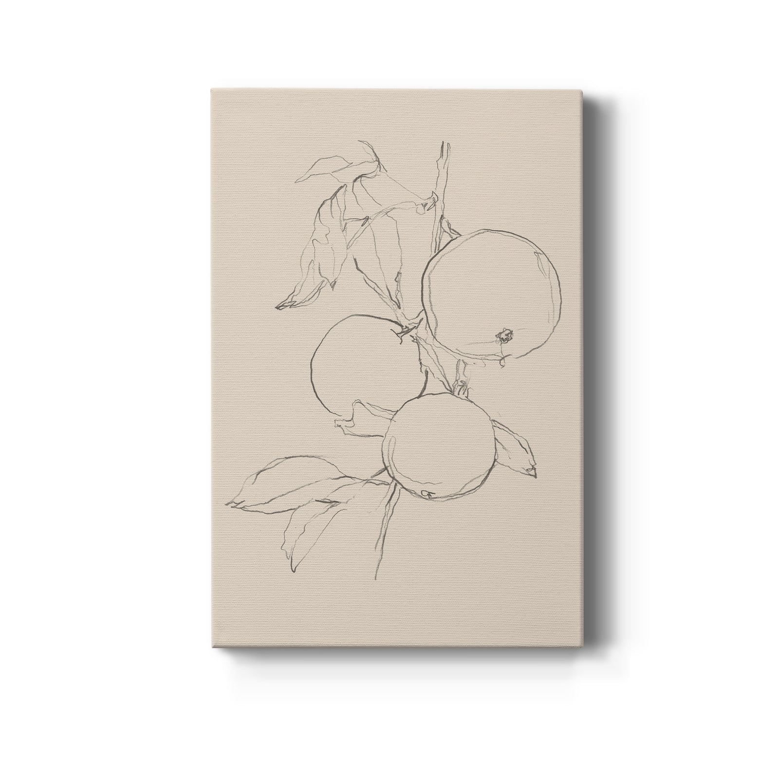 Fruit Contour Study I - Canvas Art Print