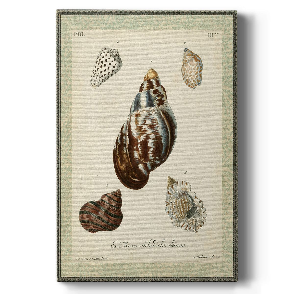 Bookplate Shells VII Premium Gallery Wrapped Canvas - Ready to Hang