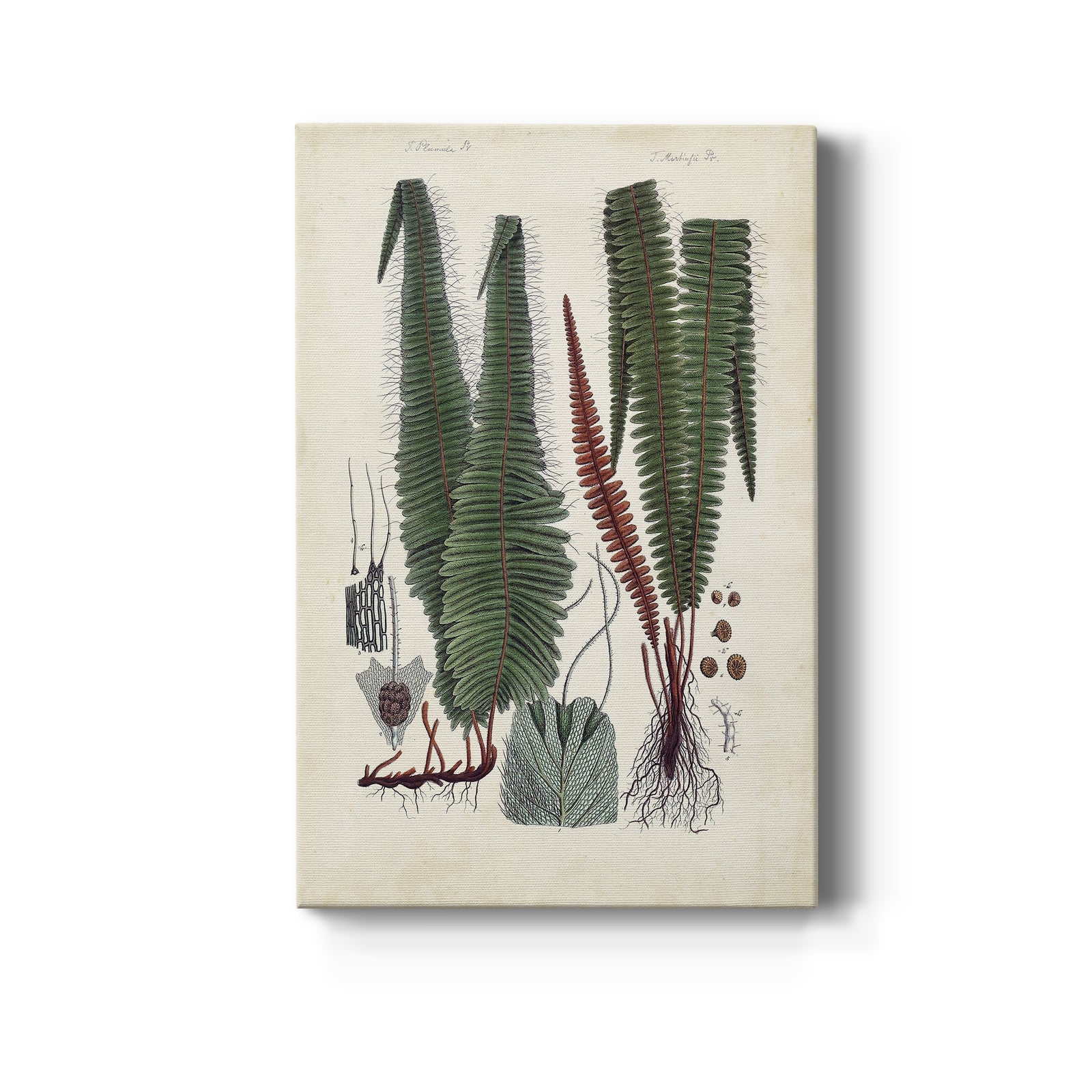 Collected Ferns V - Canvas Art Print