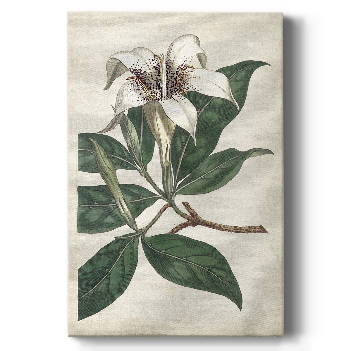 Ivory Garden I - Canvas Art Print