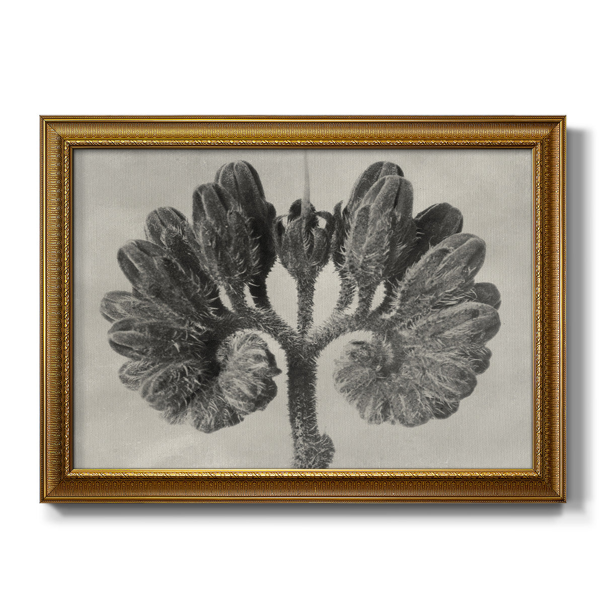Blossfeldt Botanical VIII - Ornate Framed Canvas Print
