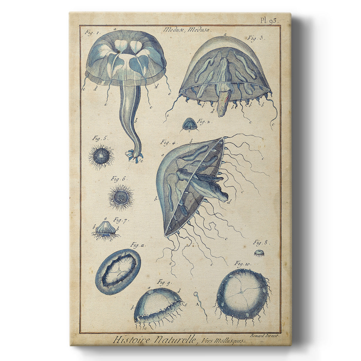 Lamarck Medusa I - Canvas Art Print