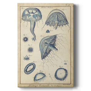 Lamarck Medusa I - Canvas Art Print