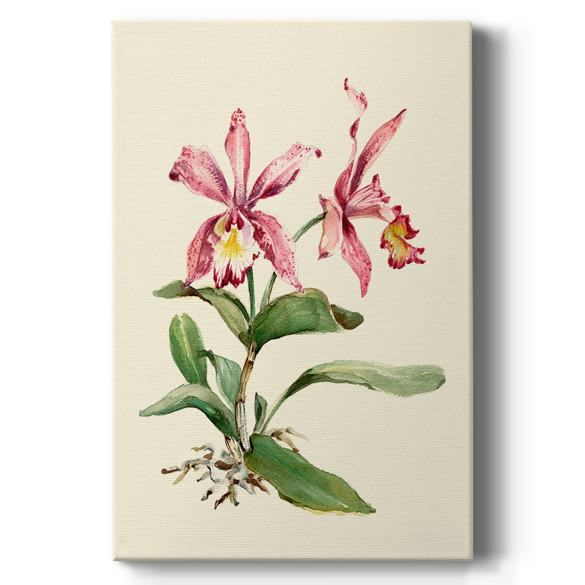 Pink Cattleya Orchid Premium Gallery Wrapped Canvas - Ready to Hang