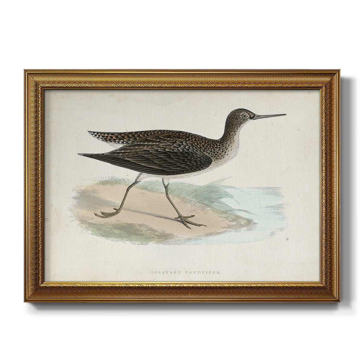 Morris Sandpipers VII - Ornate Framed Canvas Print