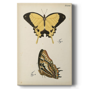Butterfly Profile II - Canvas Art Print