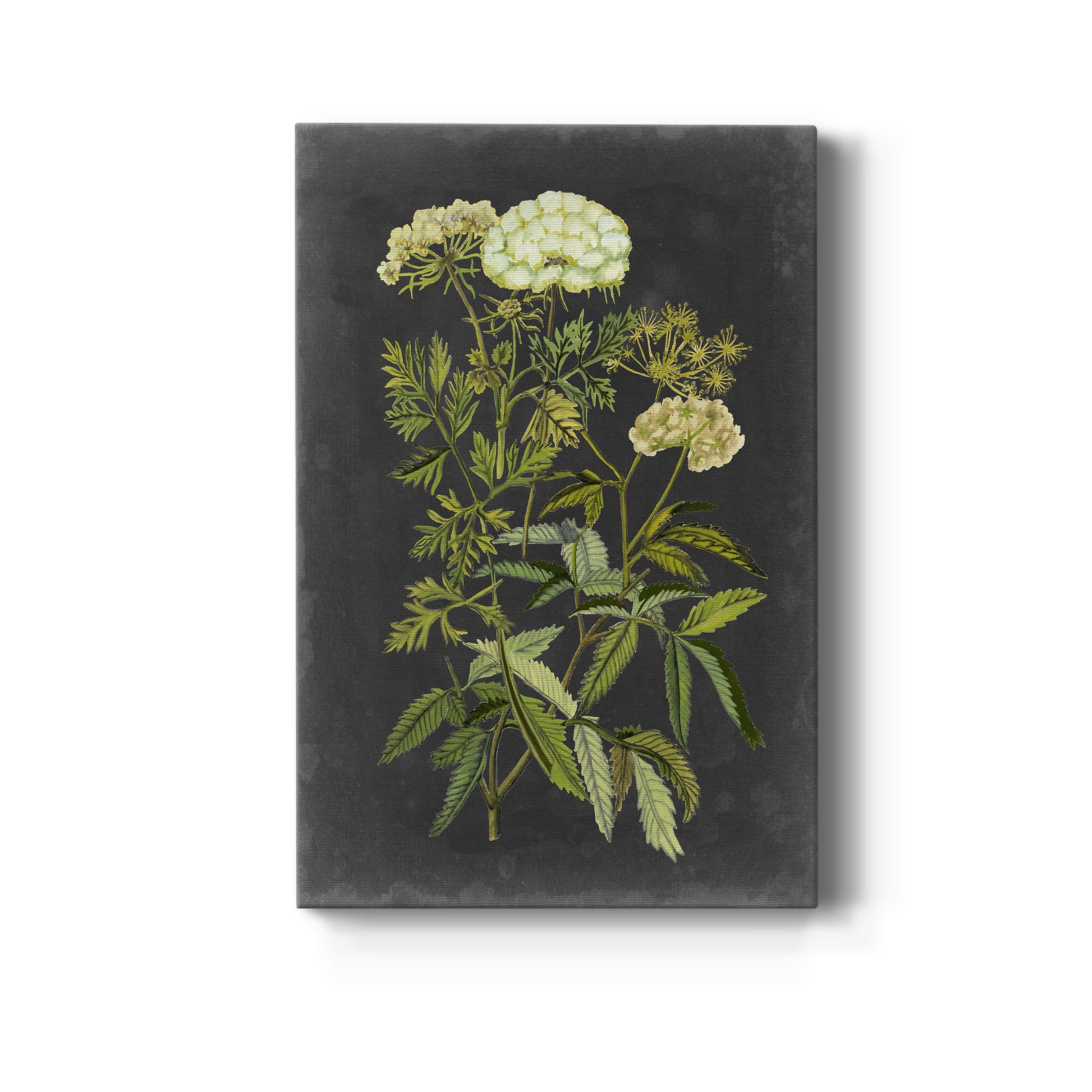 Bookplate Floral I - Canvas Art Print
