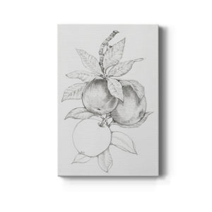 Fruit-Bearing Branch II - Canvas Art Print